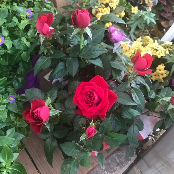 Meet your Posher, Mai - Picture 1 of 1